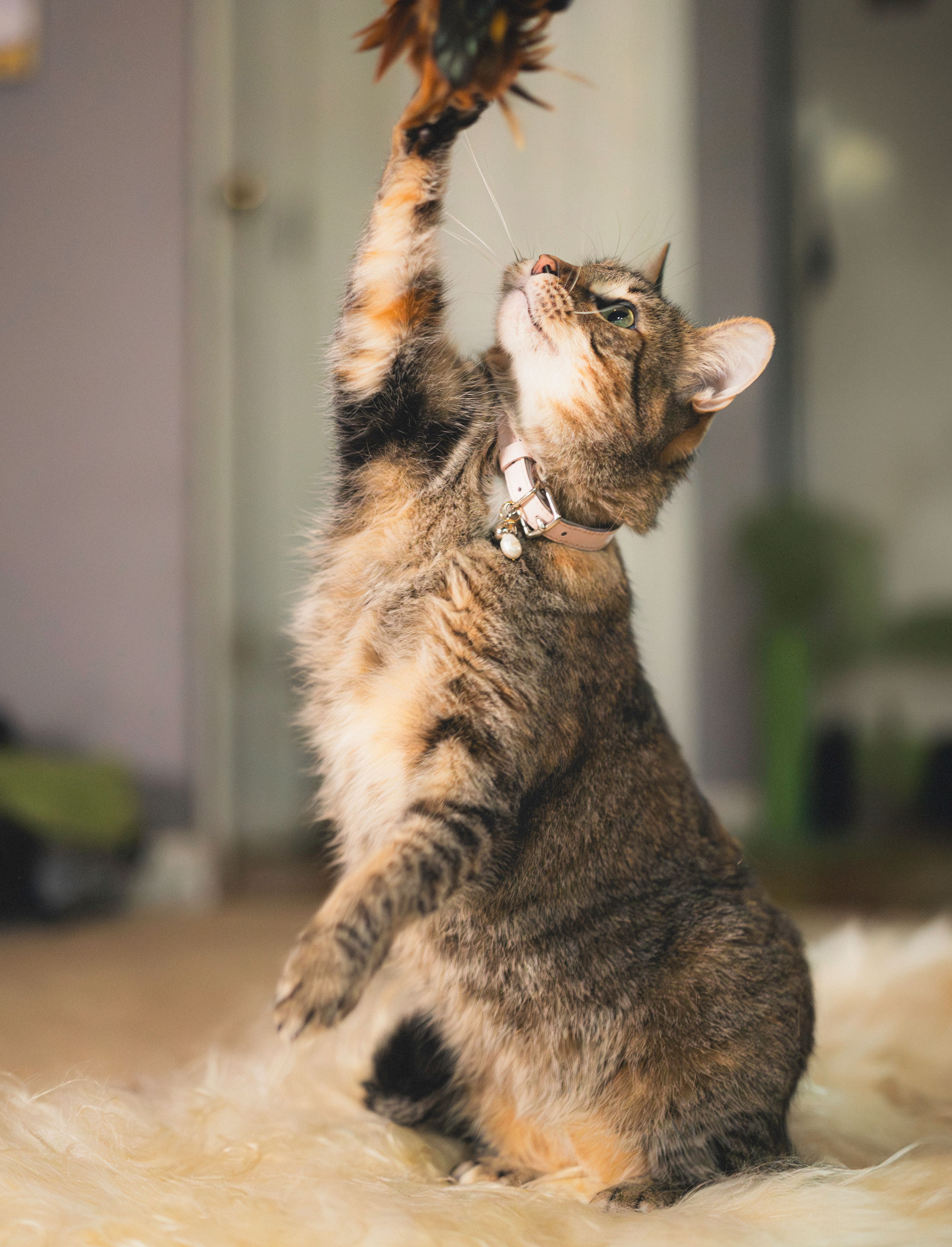 Meet Luna Belle | Cheshire & Wain Cat of the Month
