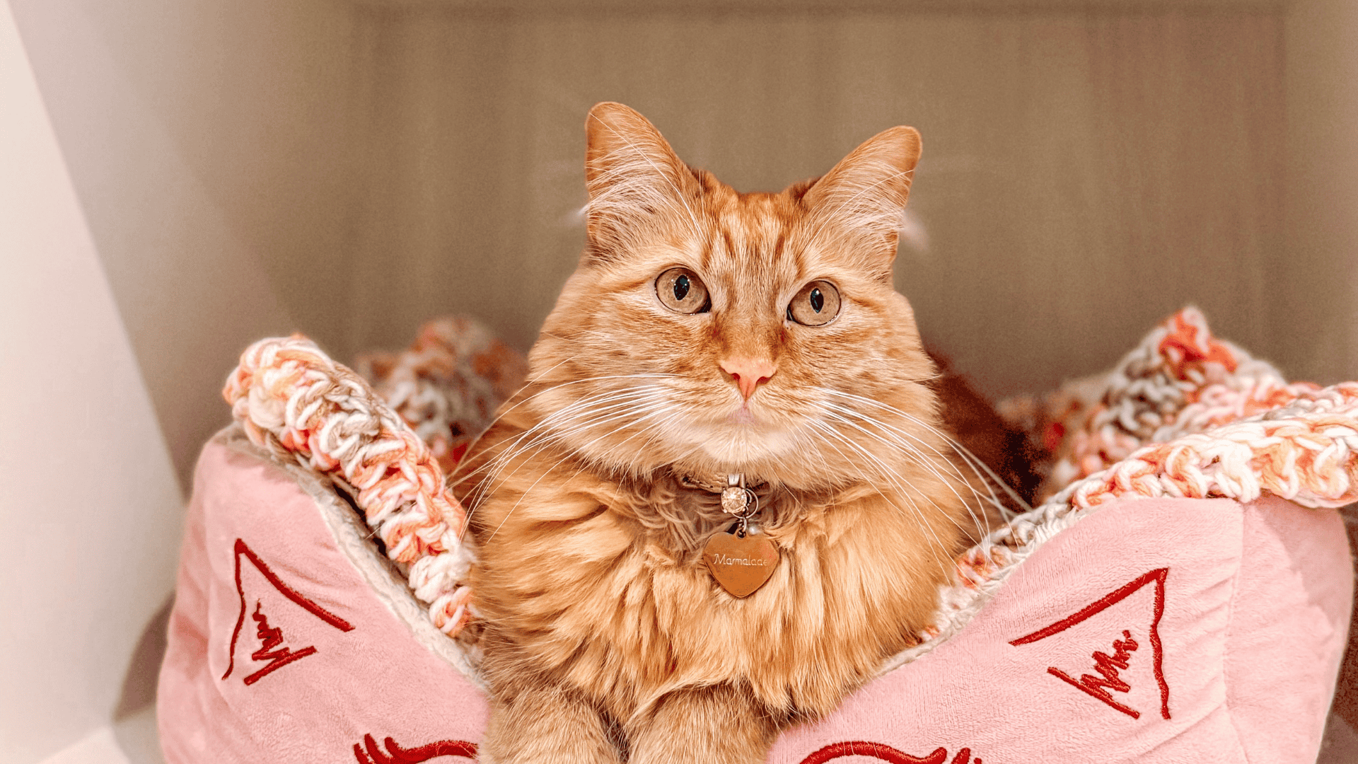 Cheshire & Wain's Spring Top Meowdel Results!