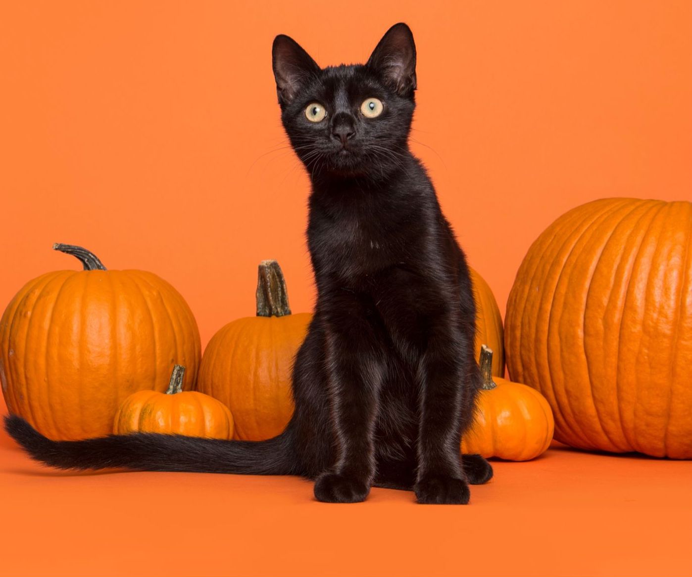 The Grimalkin: A Halloween cat tale