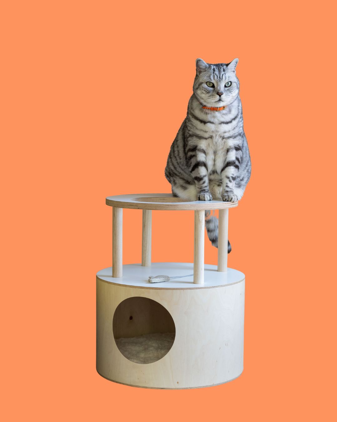 Chief Mouser at Cheshire & Wain HQ, Percy, tells us about the new wave of pet furniture