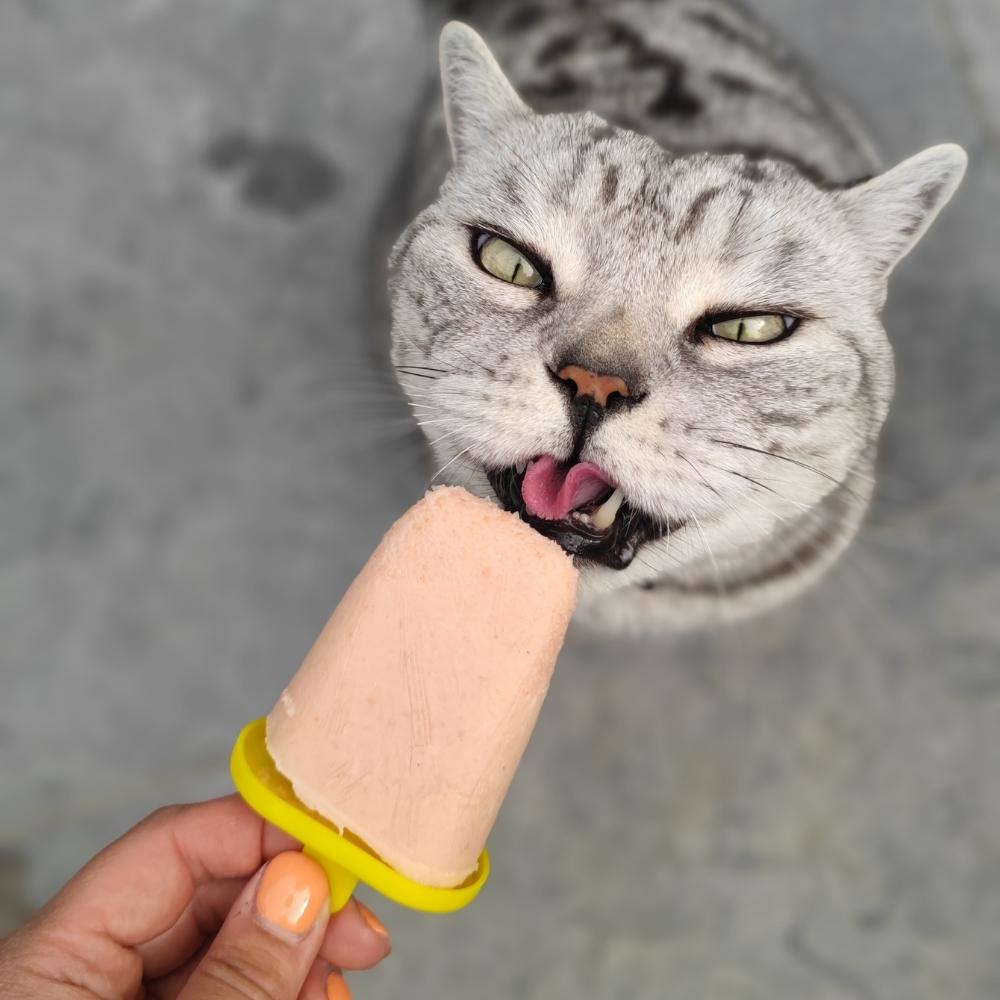 Recipe | Cat Friendly Salmon & Prawn Ice Lolly