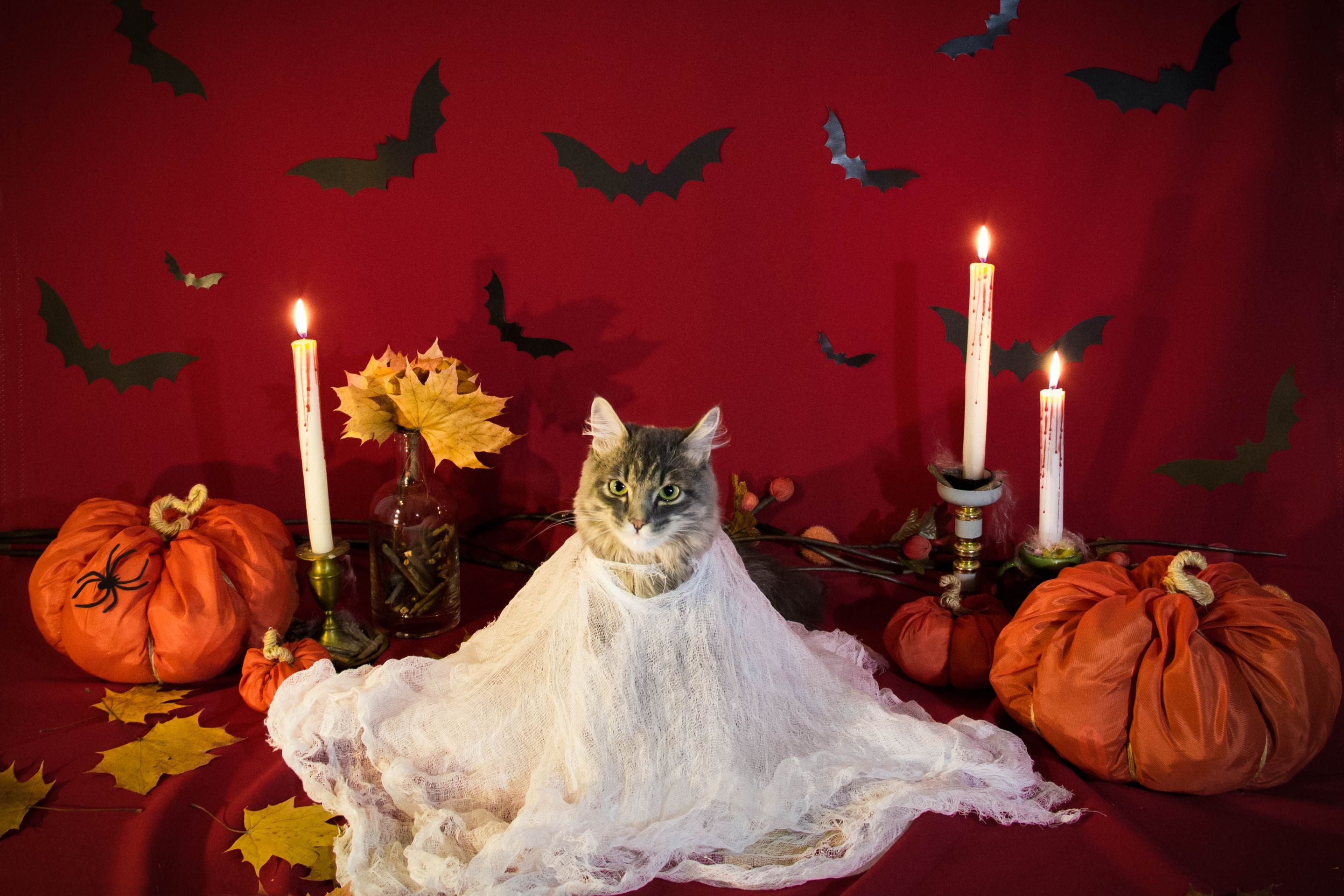 A Spooky History of Cats, from Pharaohs to Witches!