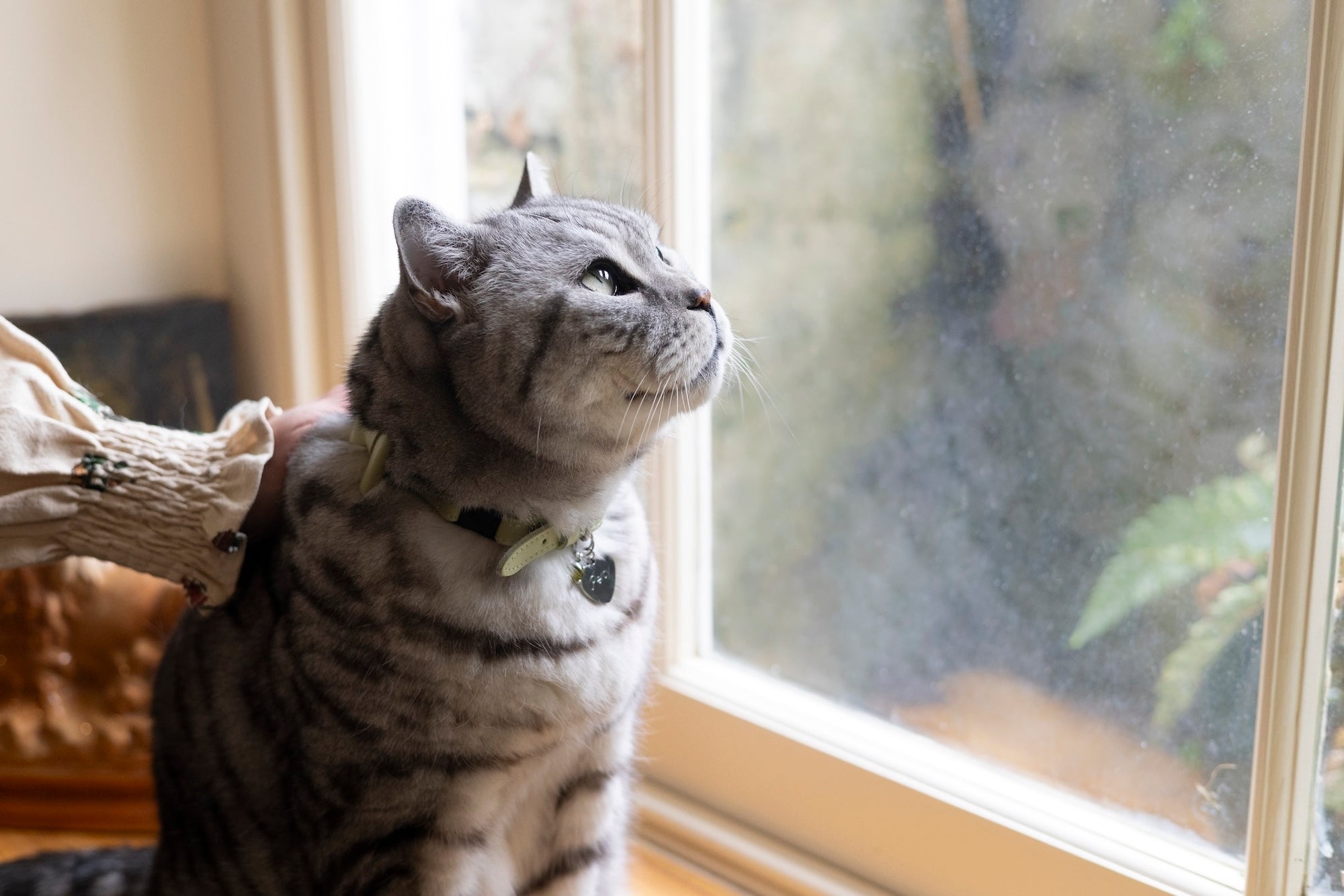 Are Indoor Cats Happy? Pros, Cons & Enrichment Tips