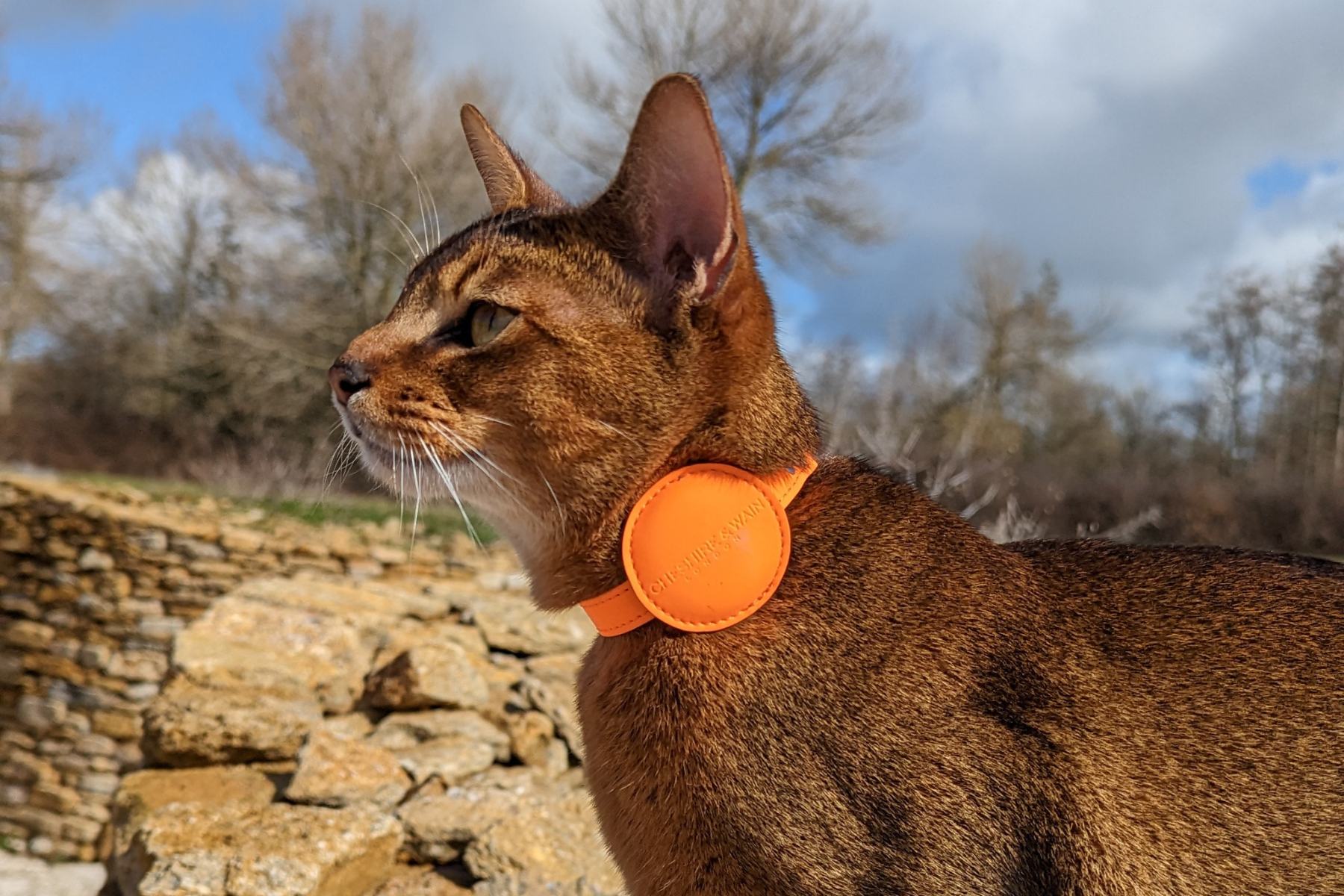 Pet tracking collar for hotsell cats