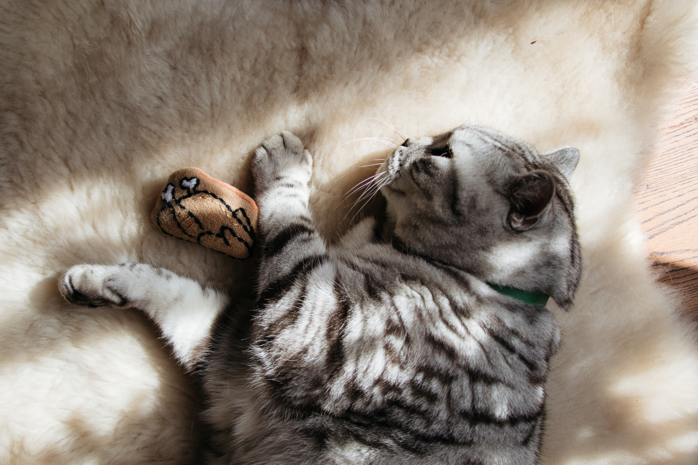 Cheshire & Wain, Cat names,