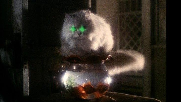 13 Horror films that will get you (and your cat) in a Halloween mood
