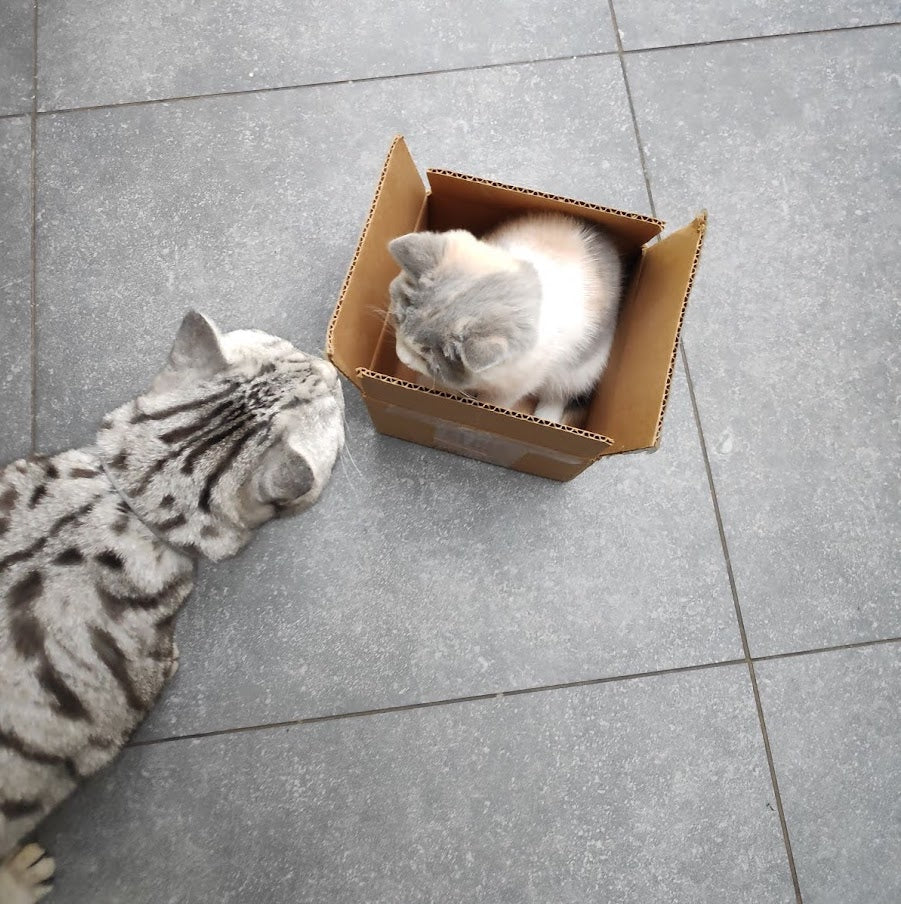 Introducing a new kitten to a resident cat