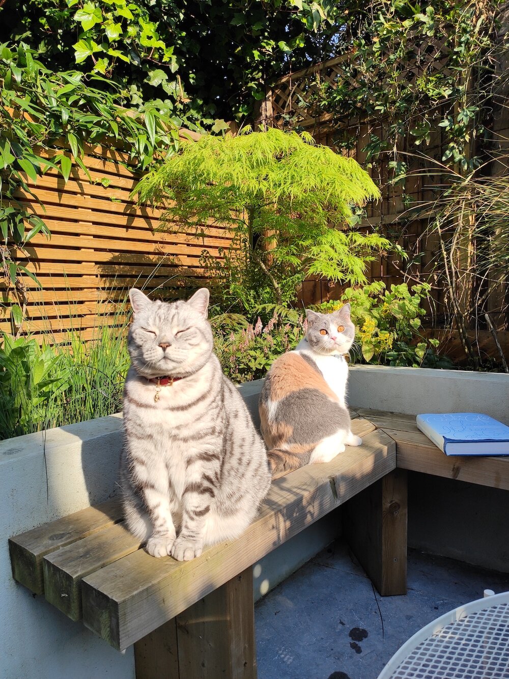 A Time to Paws and Reflect