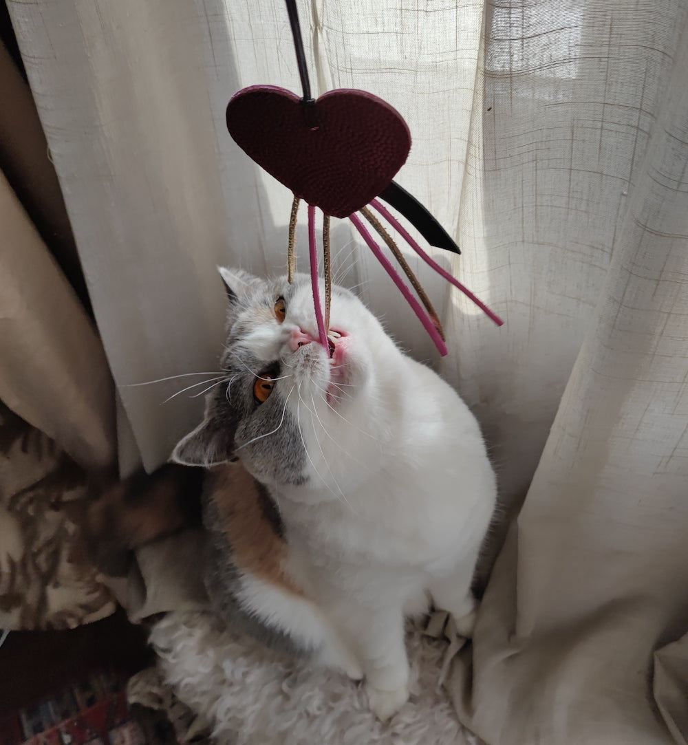 How to Show Your Cat Love: A Routine of Rest & Play