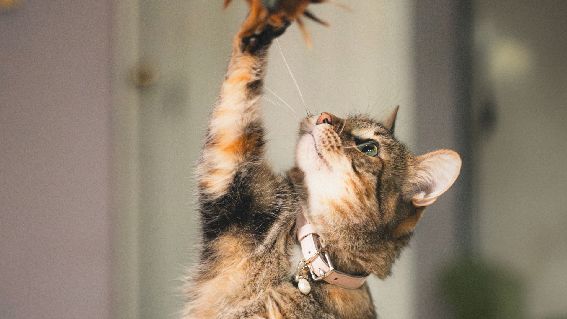 Cheshire & Wain's Winter Top Meowdel Results!