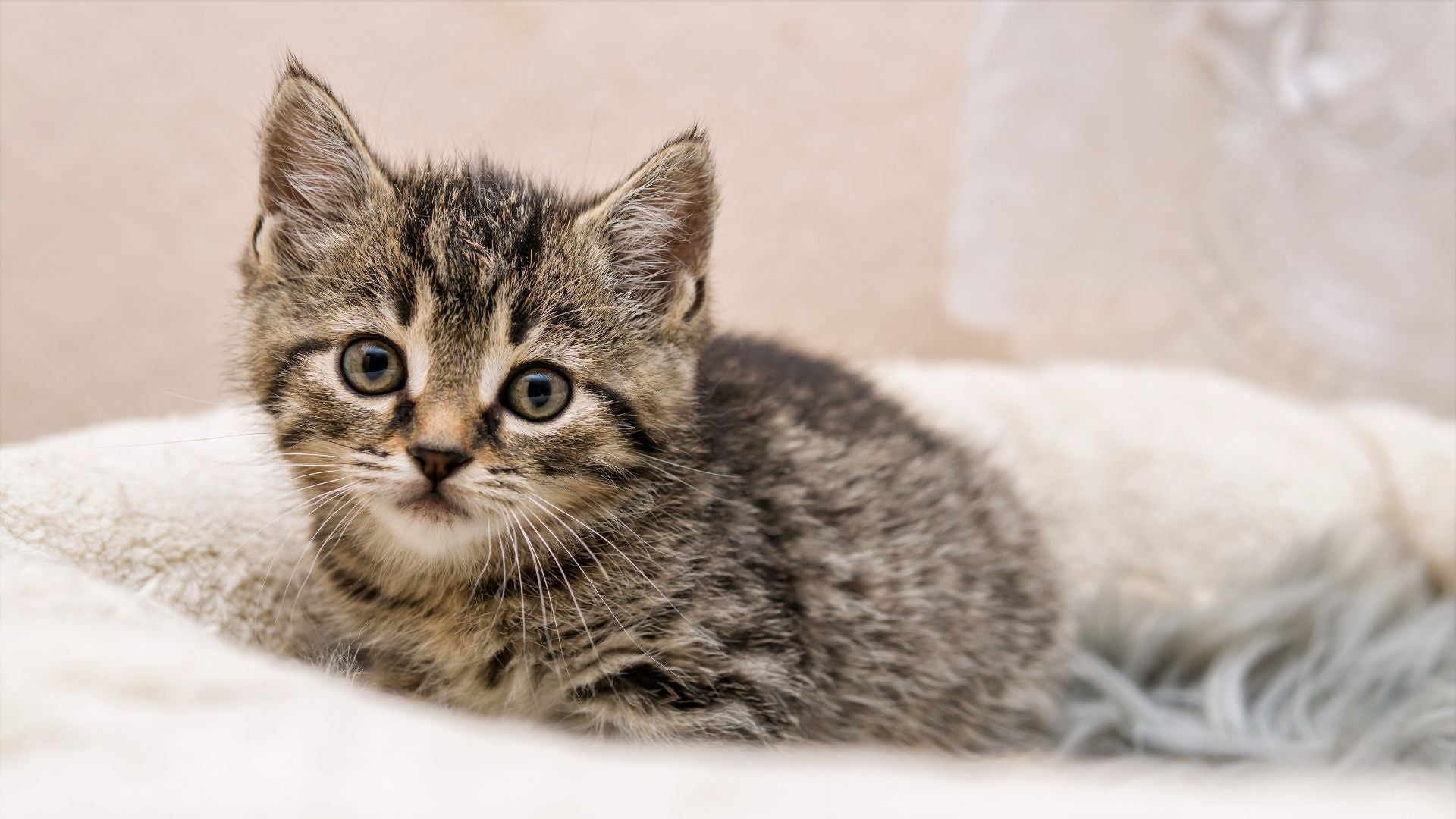 How to Prepare for a New Kitten | First-Time Cat Owner Guide