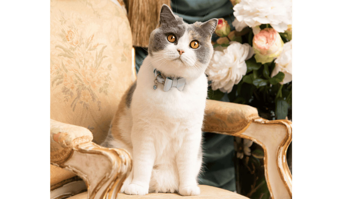 Meet Penelope | Cheshire & Wain’s Feline Muse