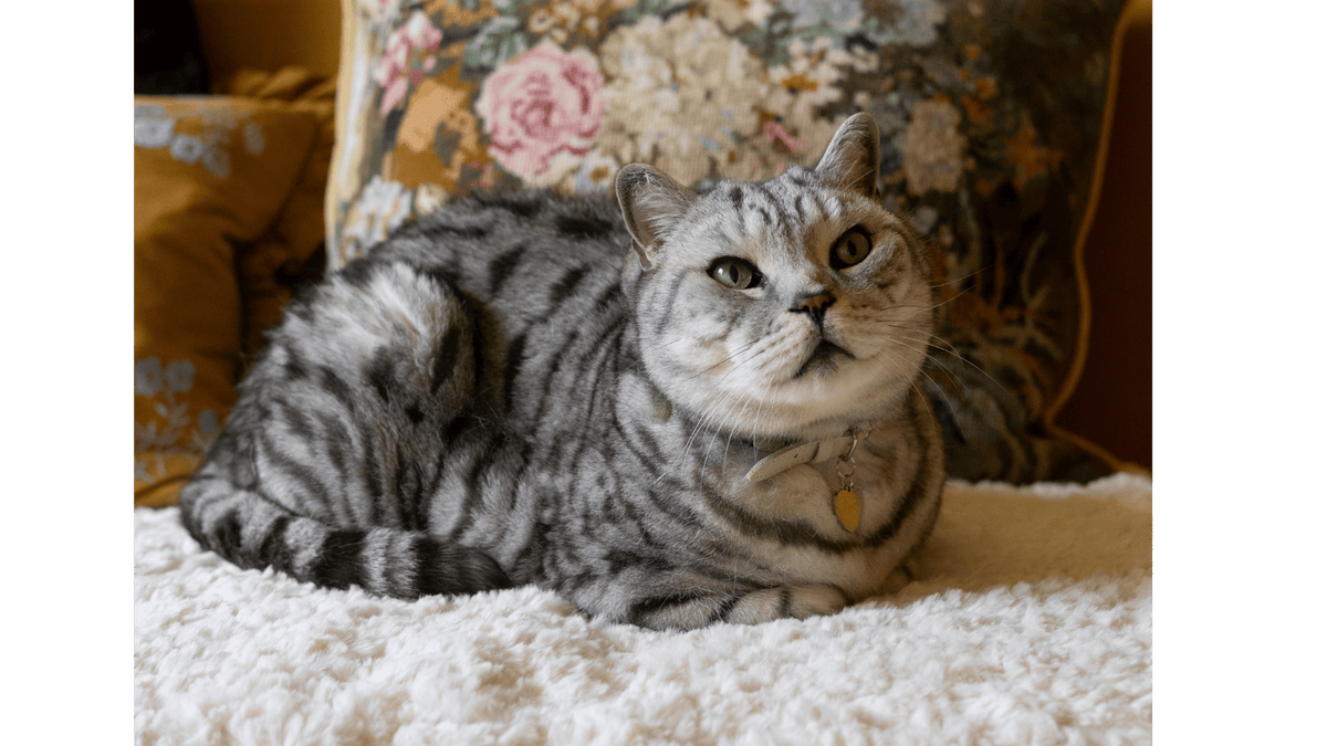Meet Percy | The Cat Who Inspired Cheshire & Wain