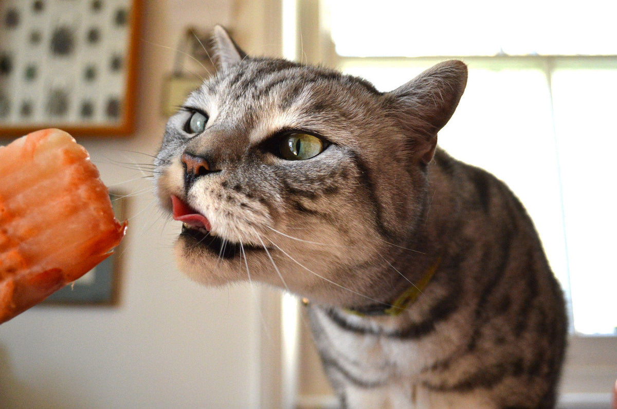 How to Keep Your Cat Cool During a Heatwave with Cheshire & Wain