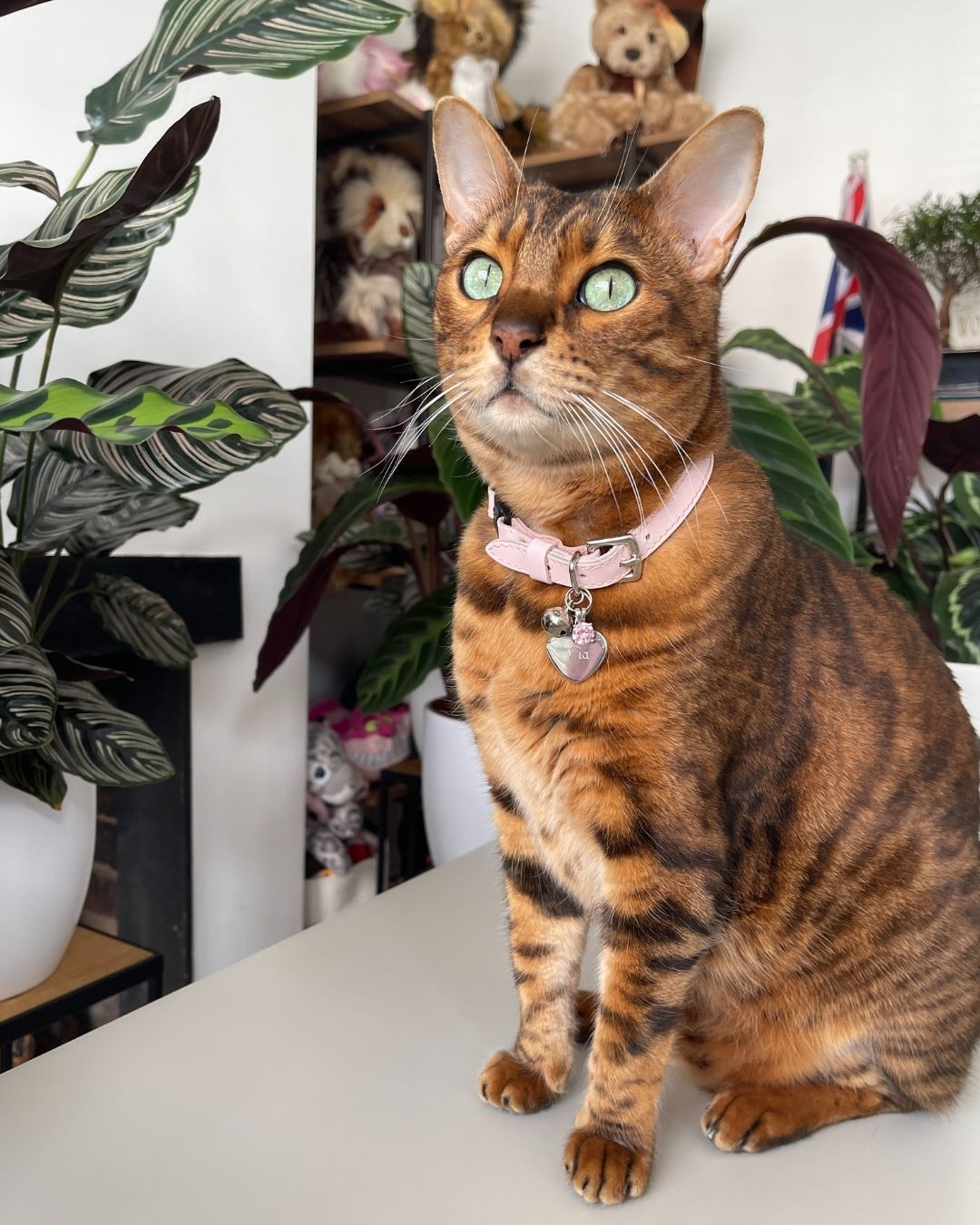 Meet Tia | Cheshire & Wain Cat of the Month