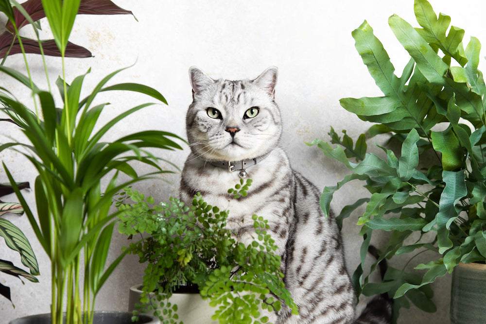 Poetry: Ode to a cat