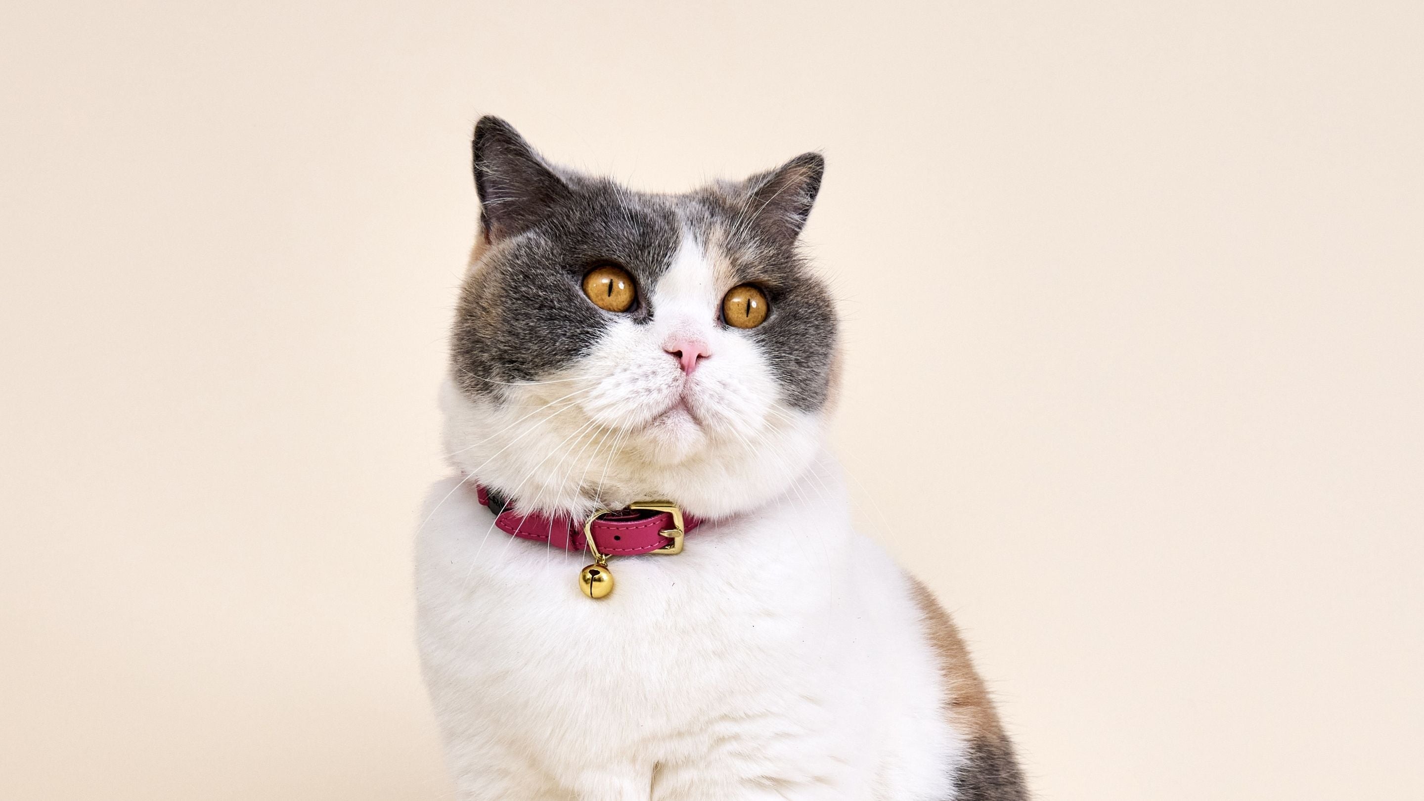 Cat Collars