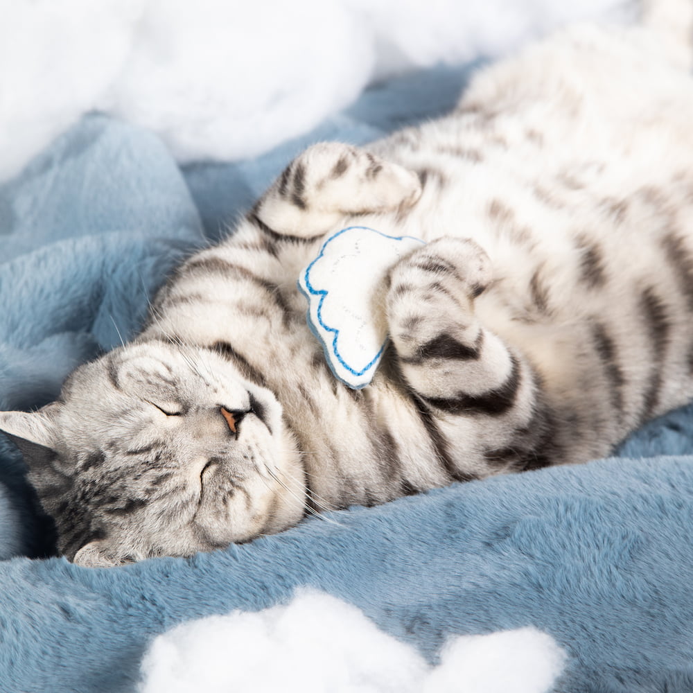 Cat Cloud® Beds