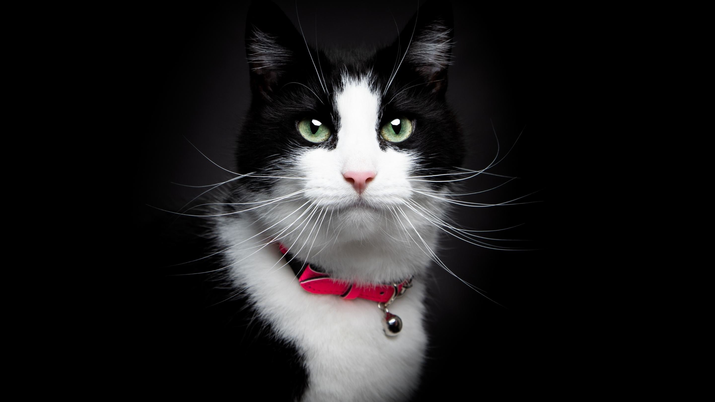Reflective cat collar on black and white cat