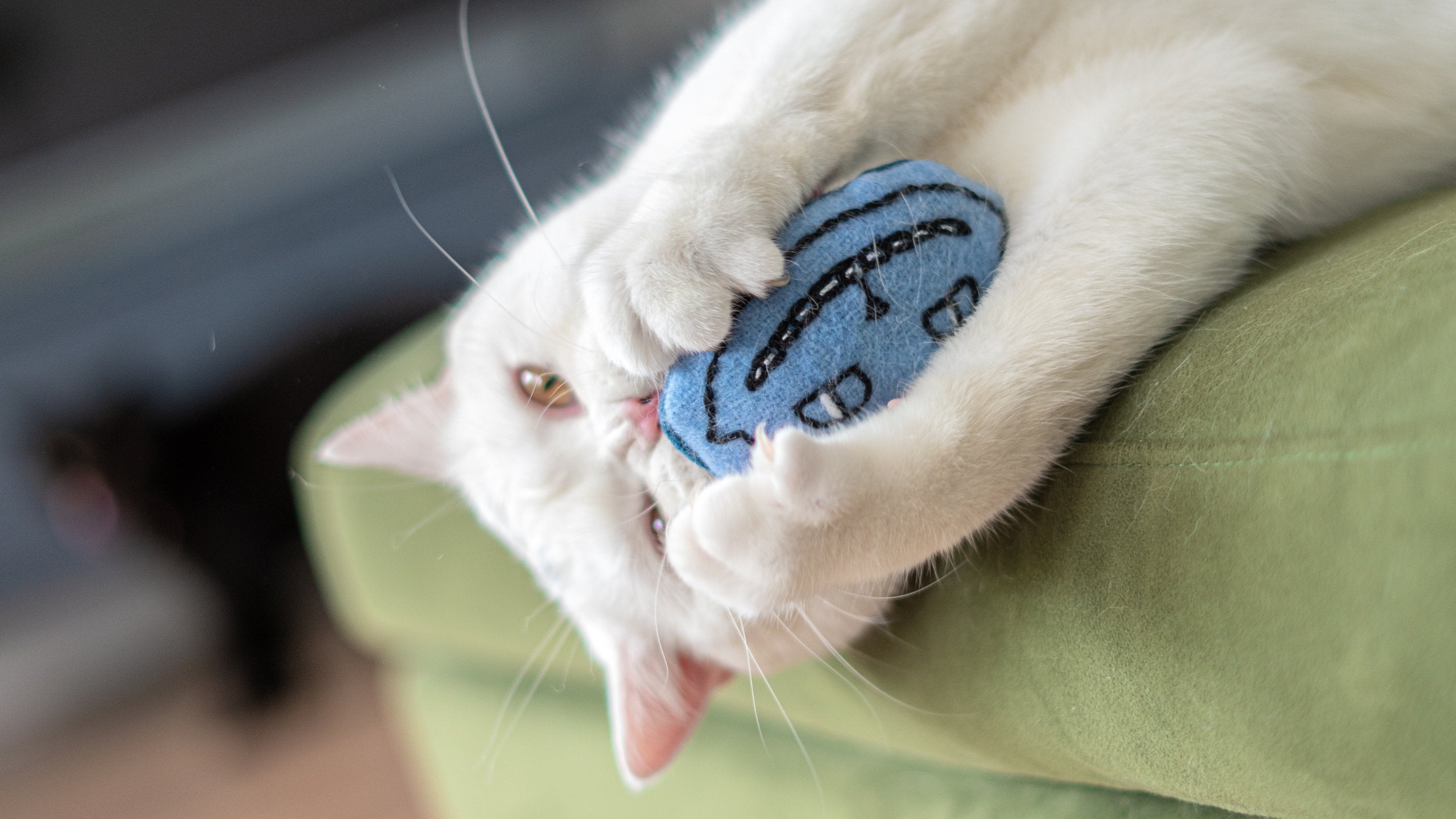 Cat playing with catnip toy