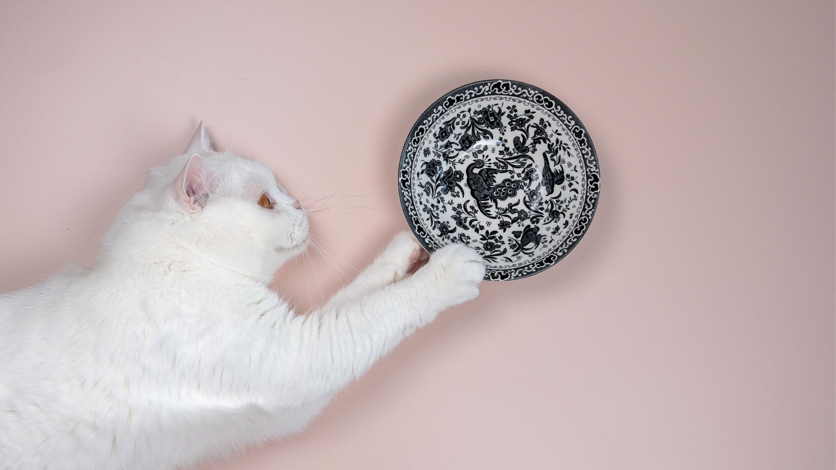 Cat Bowls