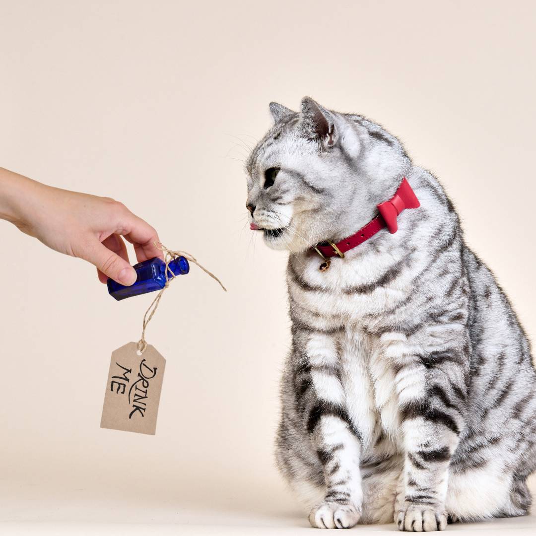 Wonderland - Jam Tart Red Cat Collar