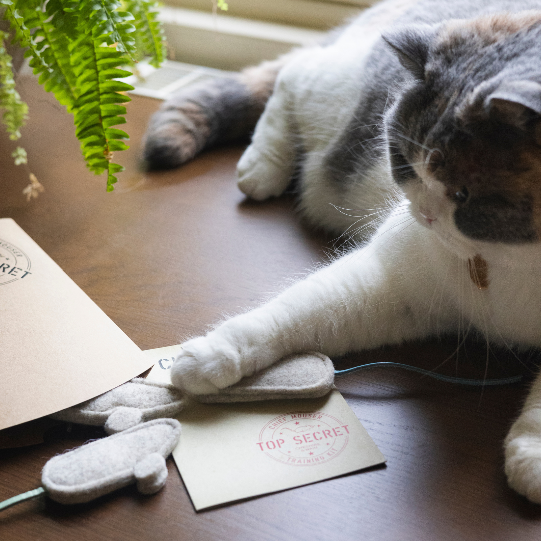 Chief Mouser Training Kit