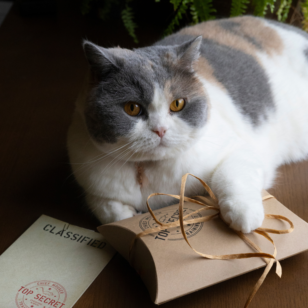 Chief Mouser Training Kit