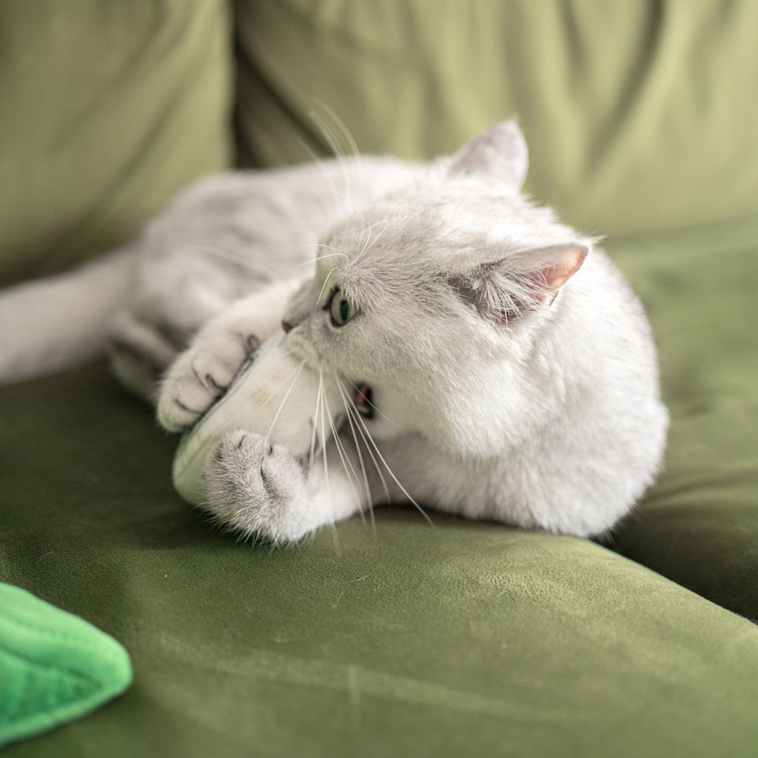 Caviar Cat Toy
