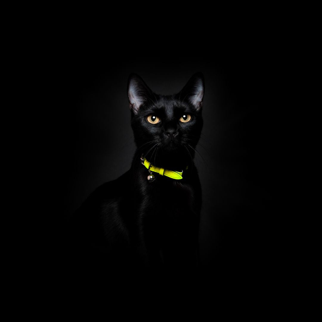 Neon Yellow - Reflective Cat Collar