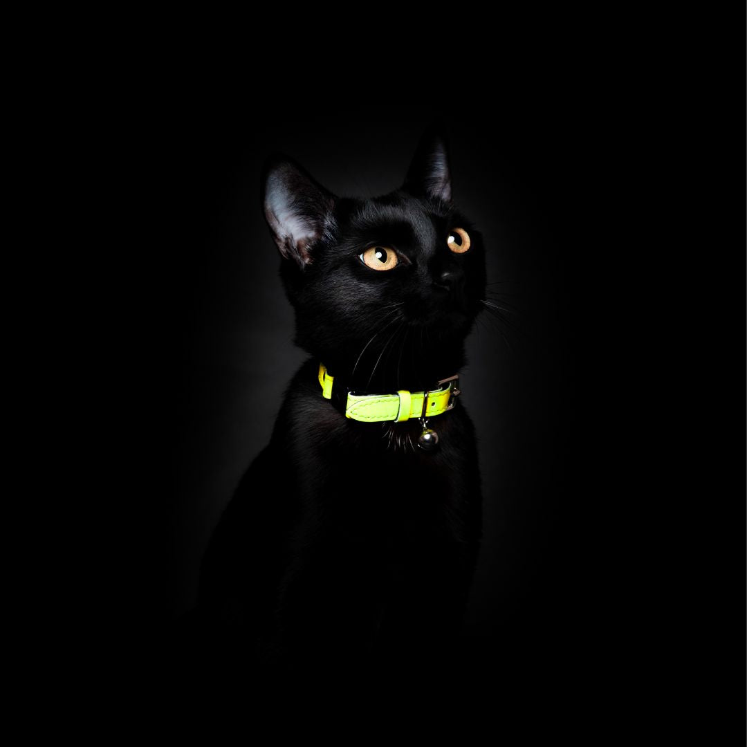 Neon Yellow - Reflective Cat Collar
