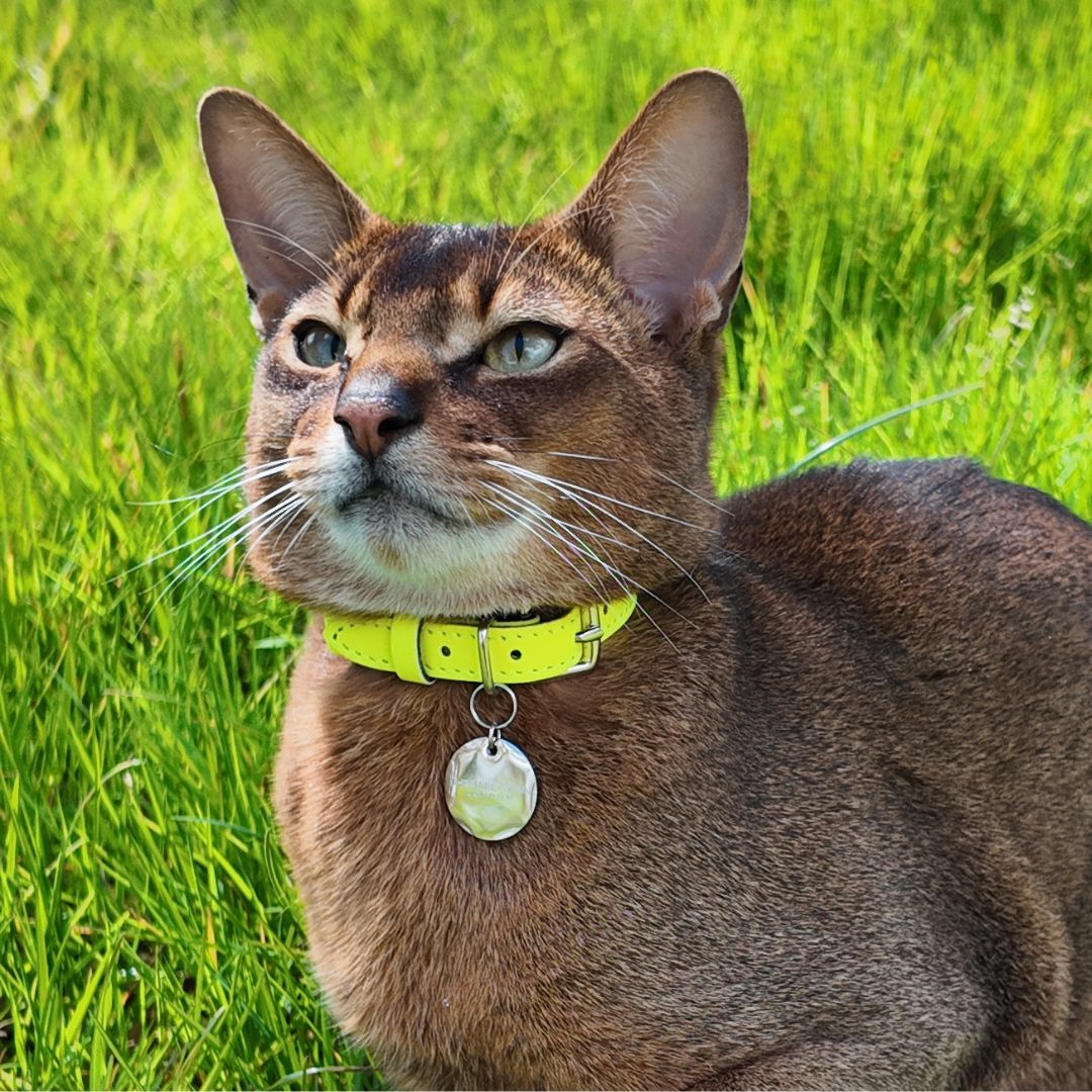 Neon Yellow - Reflective Cat Collar