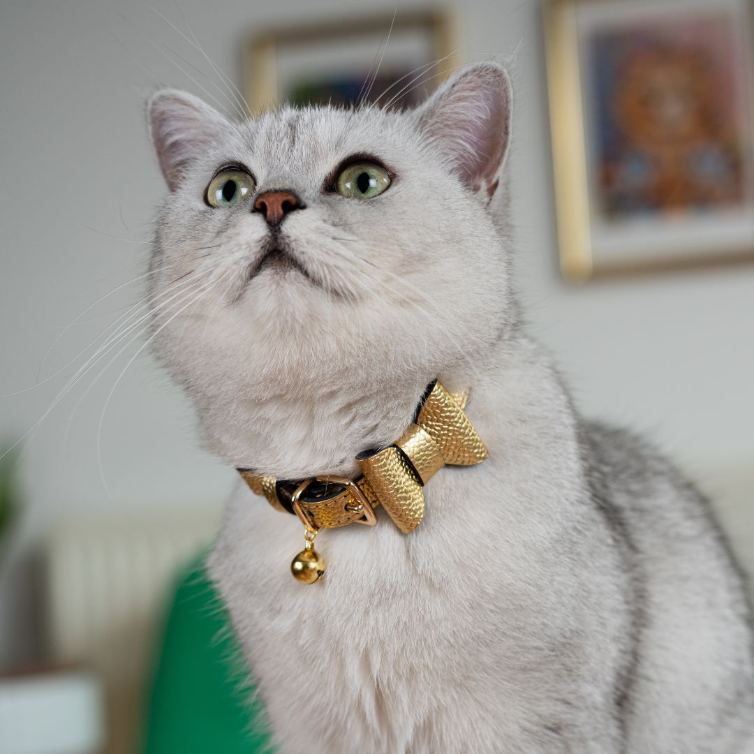 Cat wearing a gold collar with a bow and bell, looking up.