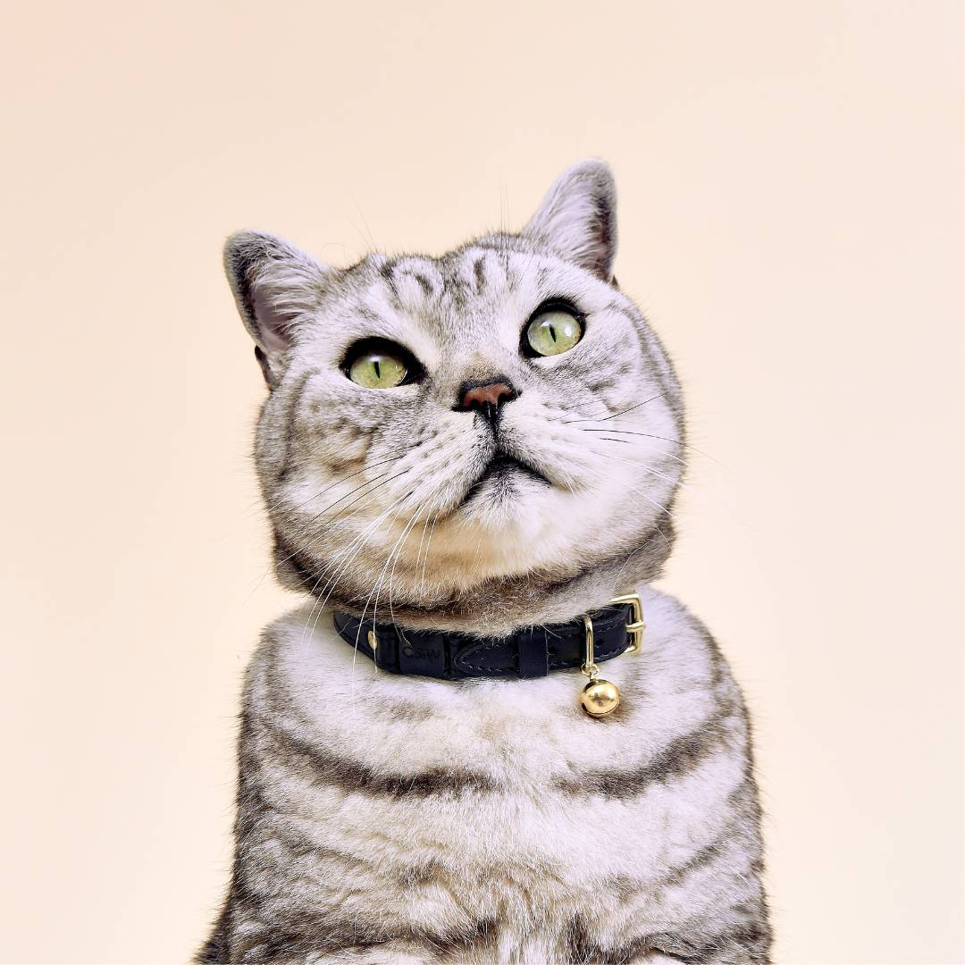 Cat wearing a black collar with a bell on a beige background