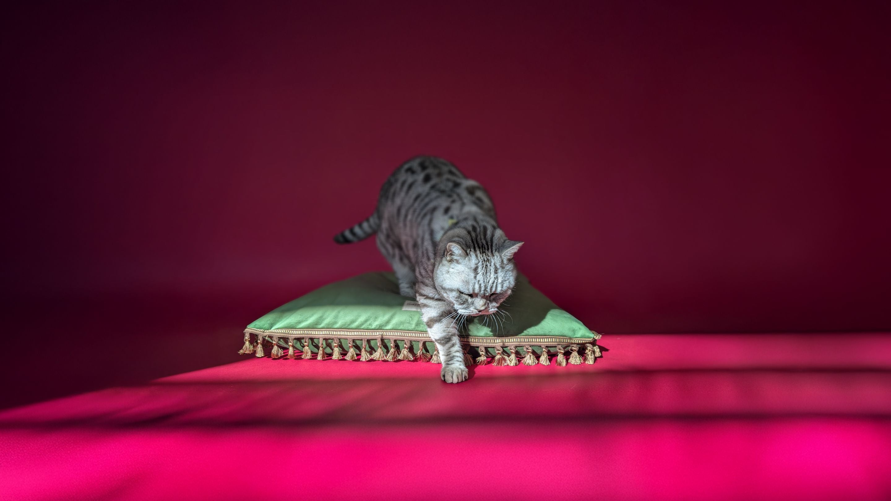 Tassel Trim Velvet Cat Beds