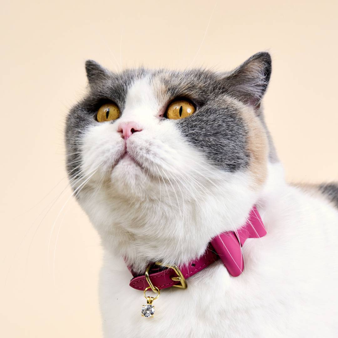 Wonderland - Flamingo Pink Cat Collar