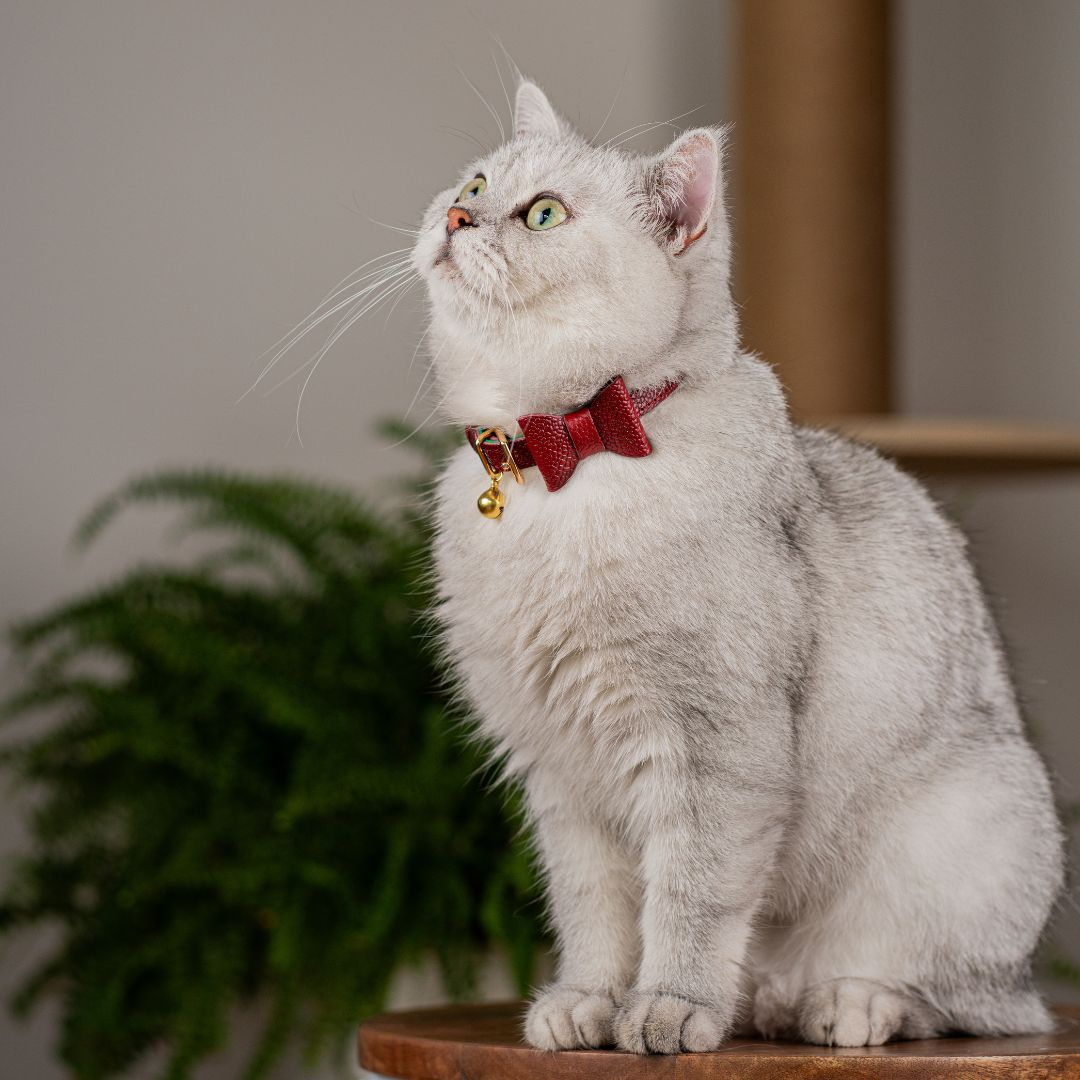 The 'Tsar' Caviar Cat Collar - Gold Label