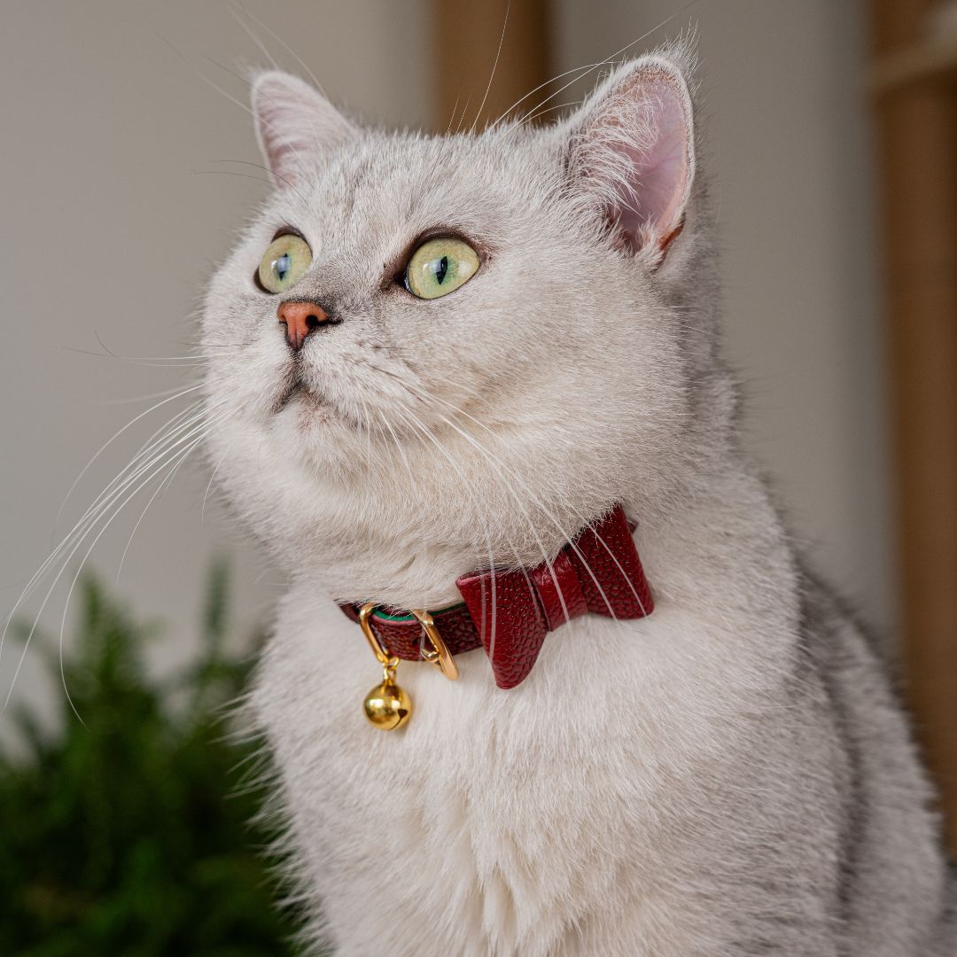 The 'Tsar' Caviar Cat Collar - Gold Label