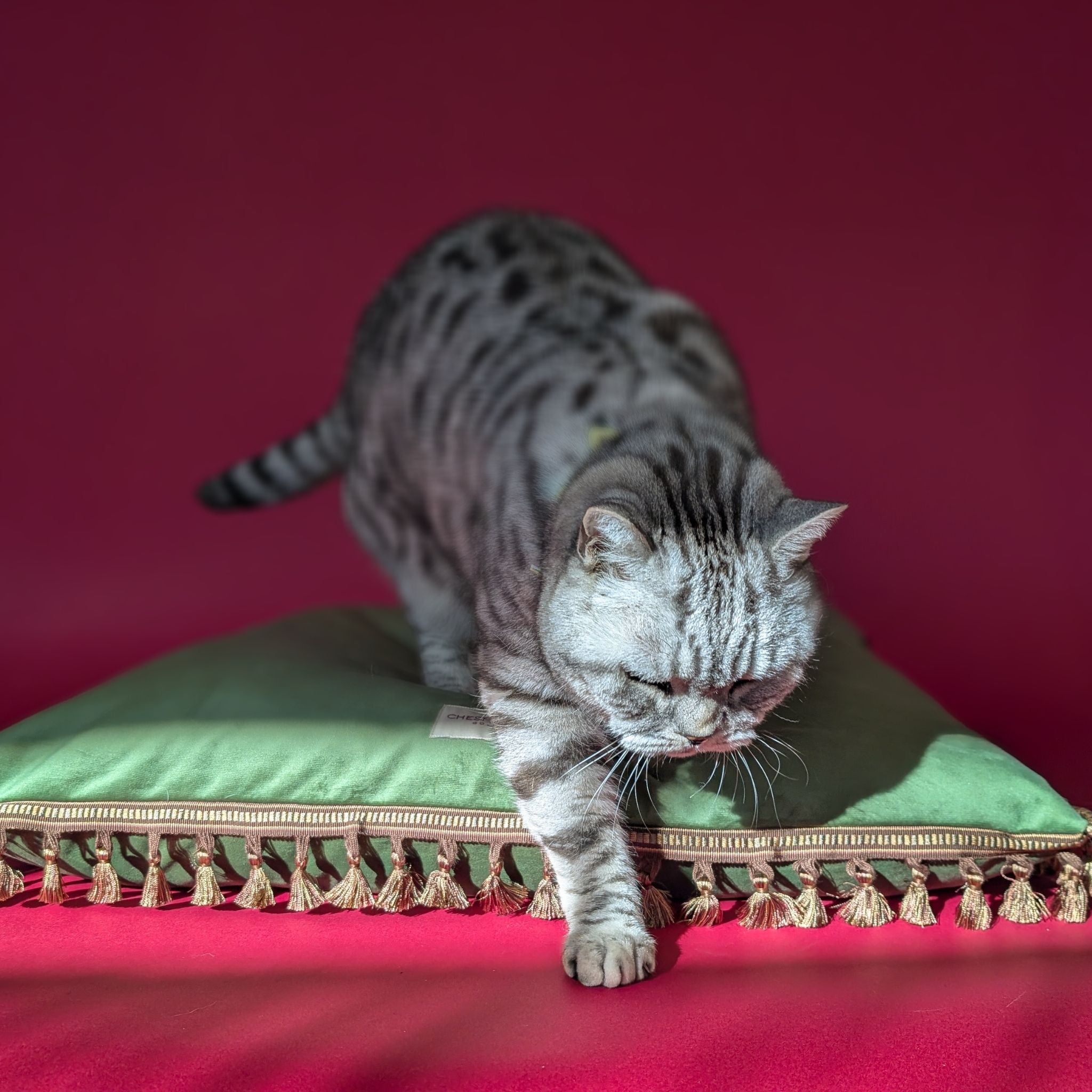 Tassel Trim Velvet Cat Cushion - Basil