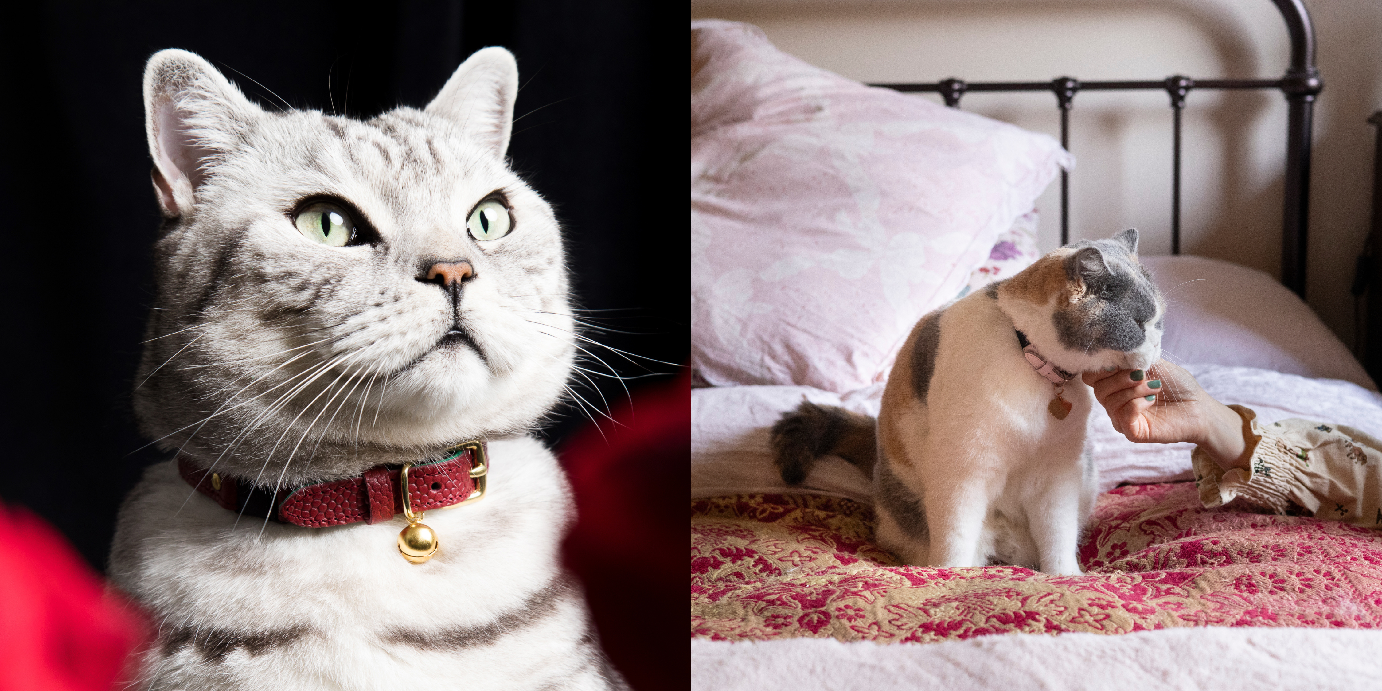 Cheshire Wain Luxury Cat Accessories for Fabulous Felines