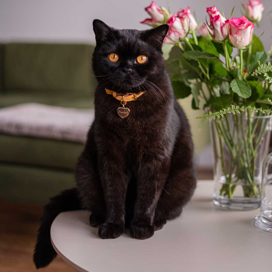 Cheshire Wain heart shape gold pet tag