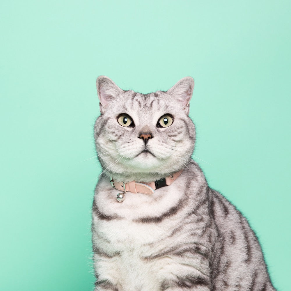 The Archive: Candyfloss Cat Collar (Petite Only)