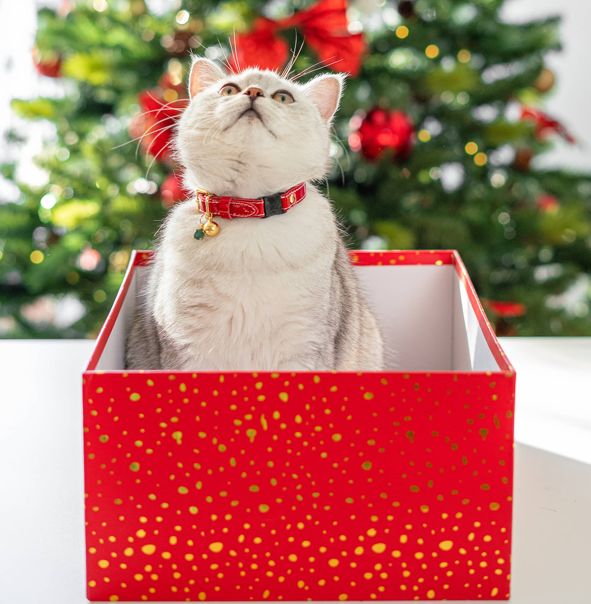 Patent Red Cat Collar (Large Only)