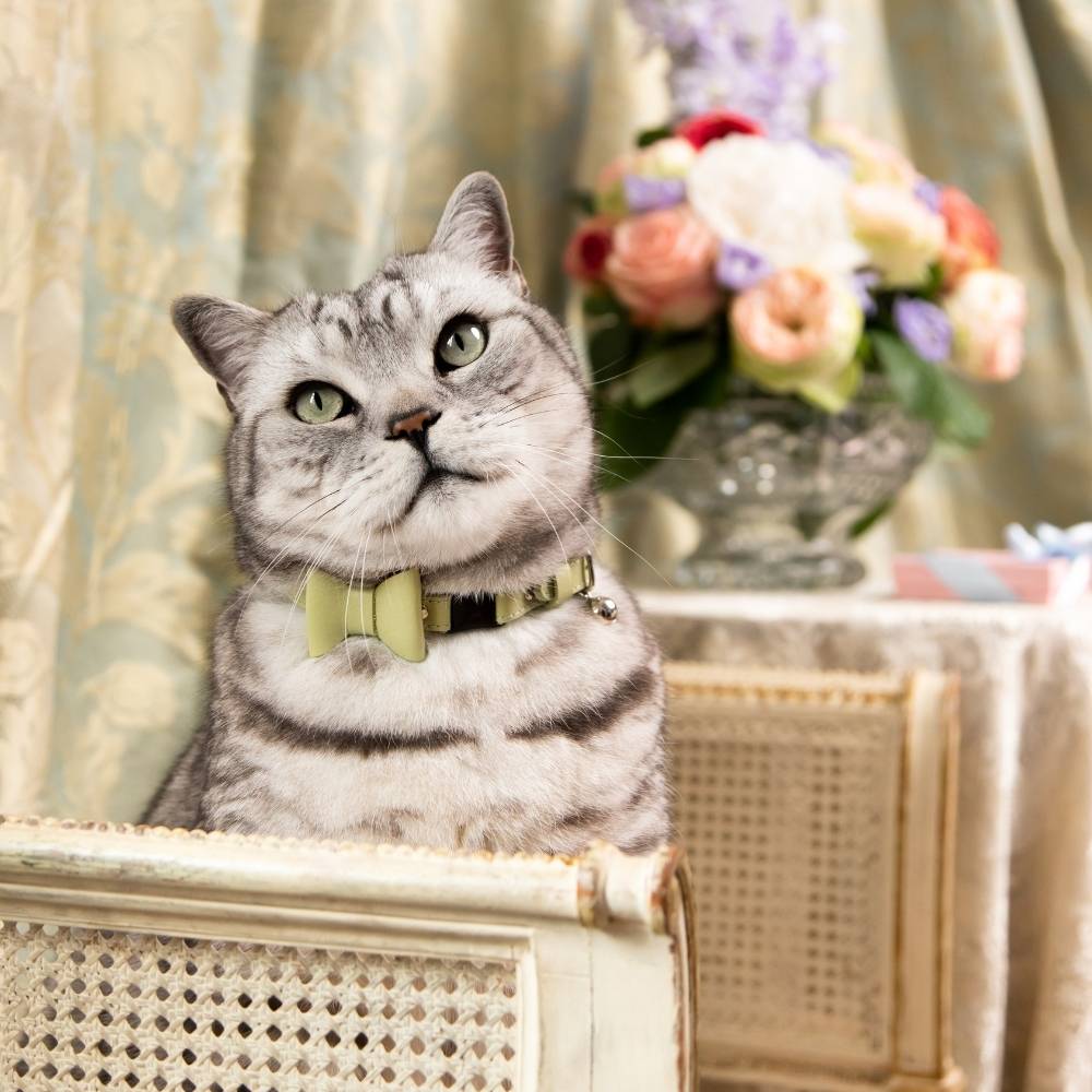 Rococo - Pistachio Cat Collar