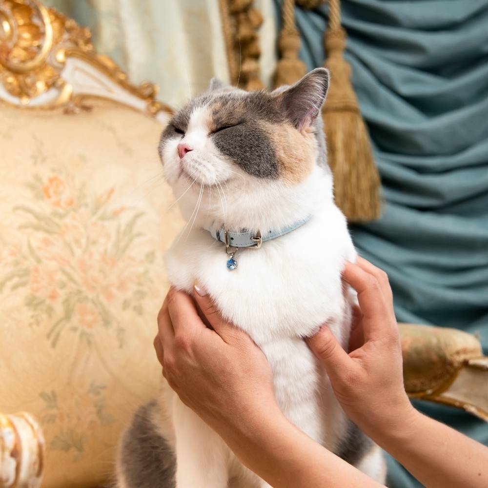 designer cat collars