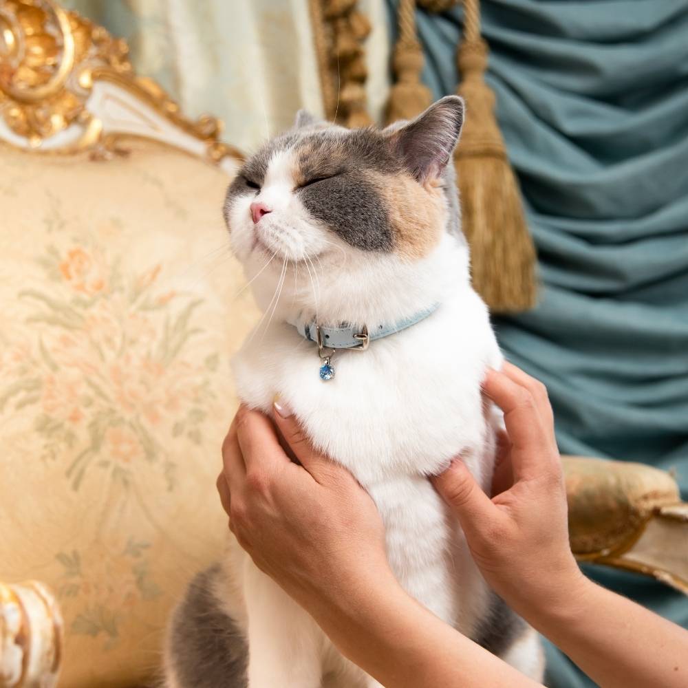 Rococo - Powder Blue Cat Collar