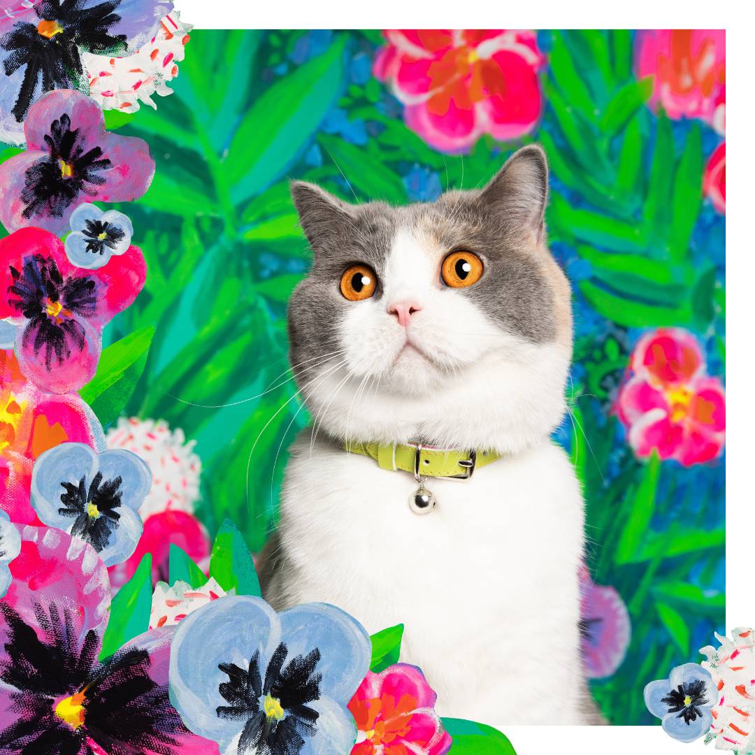 (SECONDS) Louis Wain Cat Collar