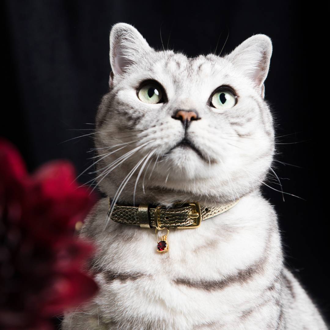 (SECONDS) Caviar Cat Collar