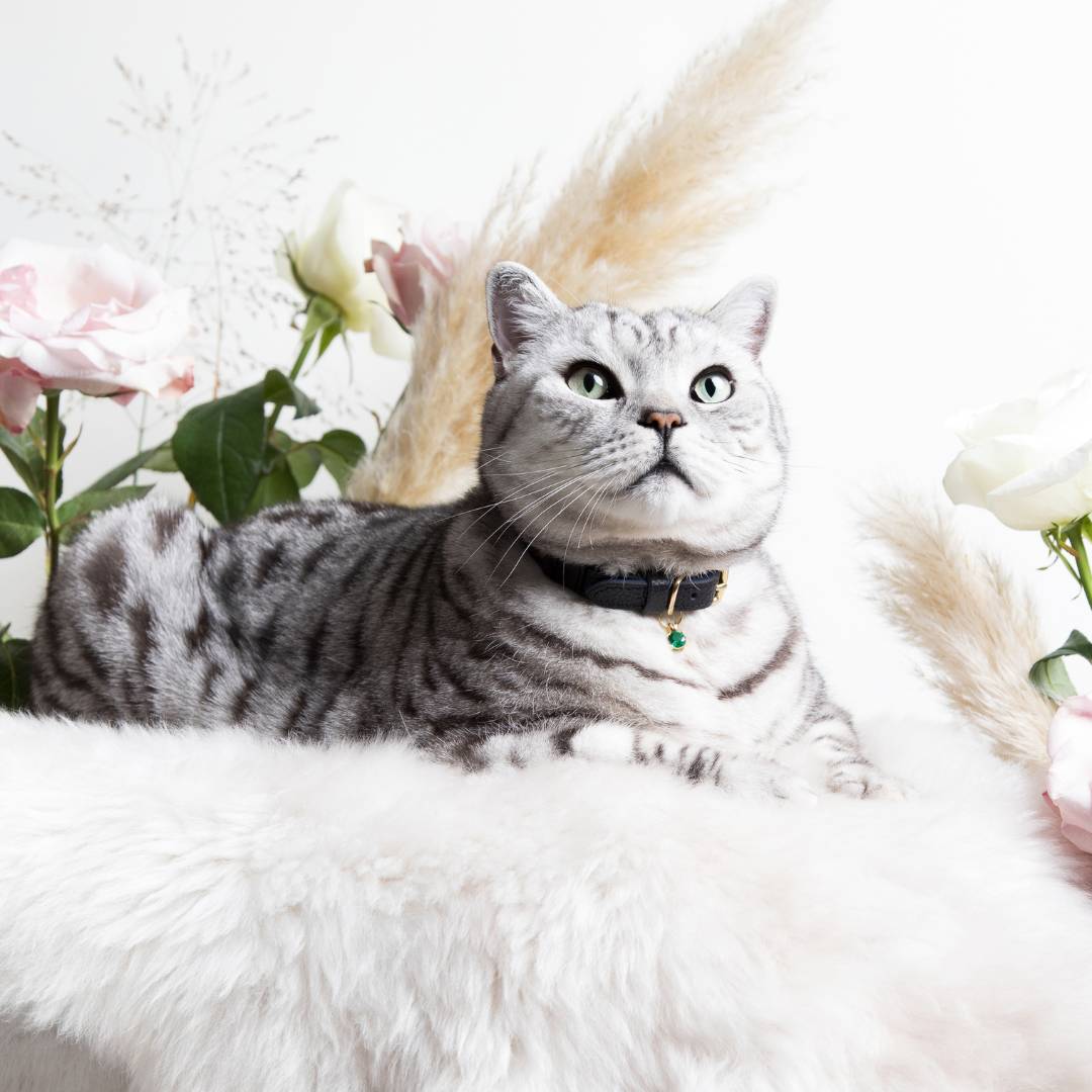 (SECONDS) Caviar Cat Collar