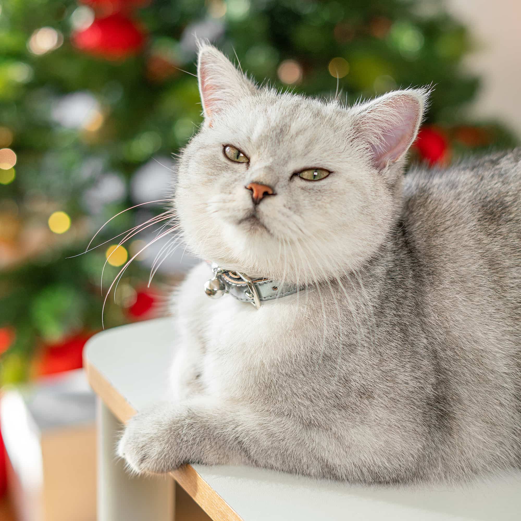 Comet - Silver Cat Collar